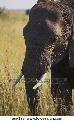 African Elephant Masai Mara National Reserve Kenya View Large Photo Image Stock Photo - African Elephant Masai Mara National Reserve Kenya. Fotosearch