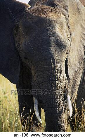 Stock Photograph - African Elephant Masai Mara National Reserve Kenya. Fotosearch