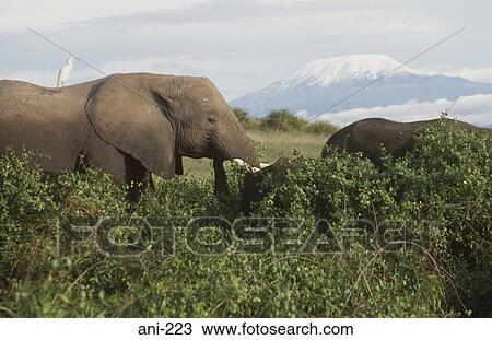 African Elephants Amboseli National Reserve Kenya View Large Photo Image Stock Image - African Elephants Amboseli National Reserve Kenya. Fotosearch