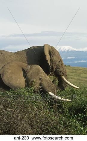 Stock Image - African Elephants Amboseli National Reserve Kenya. Fotosearch