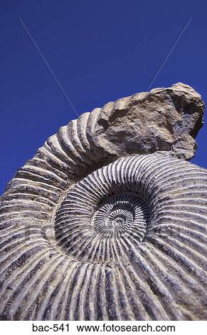 Ammonite View Large Photo Image Stock Image - Ammonite. Fotosearch