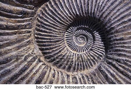 Ammonite View Large Photo Image Stock Photo - Ammonite. Fotosearch