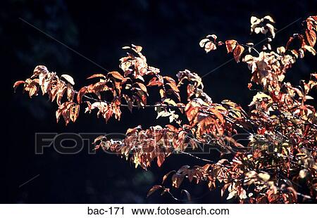 Stock Image - Autumn Leaves. Fotosearch