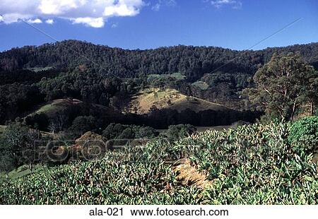 Banana Plantation and Wooded Hills NSW Australia View Large Photo Image Stock Image - Banana Plantation and Wooded Hills NSW Australia. Fotosearch