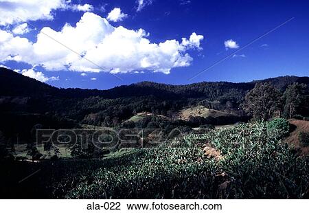 Banana Plantation and Wooded Hills NSW Australia View Large Photo Image Stock Image - Banana Plantation and Wooded Hills NSW Australia. Fotosearch