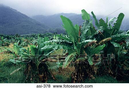 Banana Plantation Malaysia Asia View Large Photo Image Stock Photo - Banana Plantation Malaysia Asia. Fotosearch