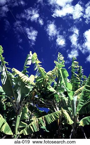 Banana Trees against a Blue Sky NSW Australia View Large Photo Image Stock Photo - Banana Trees against a Blue Sky NSW Australia. Fotosearch