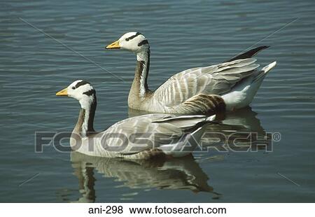 Bar Headed Geese View Large Photo Image Stock Photo - Bar Headed Geese. Fotosearch