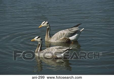 Bar Headed Geese View Large Photo Image Stock Photo - Bar Headed Geese. Fotosearch