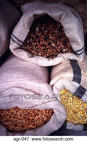 Stock Photo - Beans and Maize in Sacks Mexico. Fotosearch