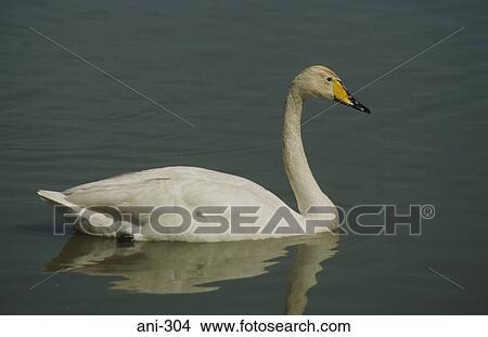 Picture - Bewick's Swan. Fotosearch