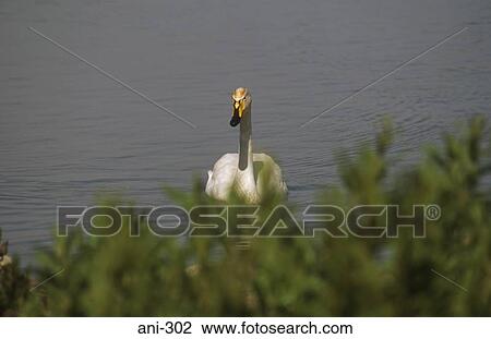 Bewick's Swan View Large Photo Image Stock Image - Bewick's Swan. Fotosearch