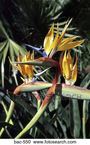 Bird of Paradise View Large Photo Image Stock Image - Bird of Paradise. Fotosearch
