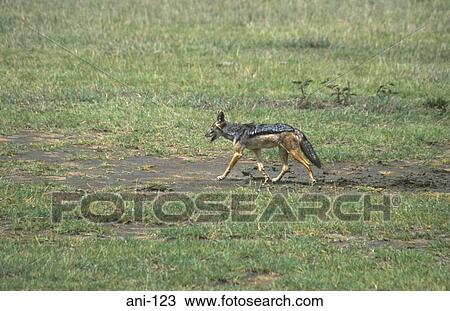 Stock Image - Black Backed Jackal Lake Nakuru National Reserve Kenya. Fotosearch