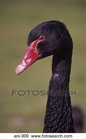 Black Goose View Large Photo Image Stock Image - Black Goose. Fotosearch
