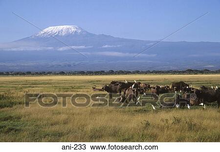 Stock Image - Buffalo and Mount Kilamanjaro Amboseli National Reserve Kenya. Fotosearch