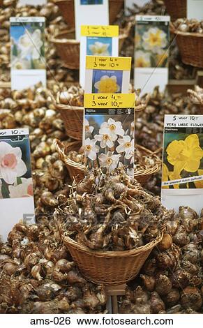 Stock Photograph - Bulbs on Sale Amsterdam The Netherlands. Fotosearch