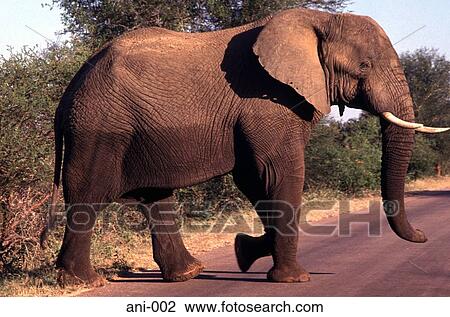 Bull Elephant Crossing Road View Large Photo Image Stock Image - Bull Elephant Crossing Road. Fotosearch