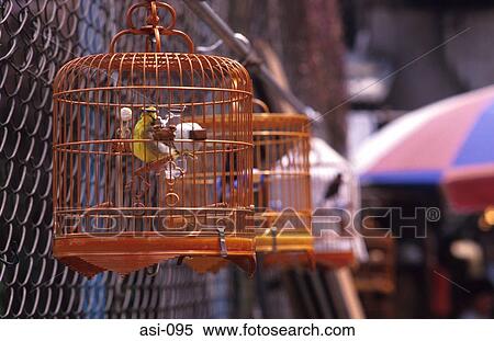 Caged Songbird Kowloon Hong Kong View Large Photo Image Stock Photography - Caged Songbird Kowloon Hong Kong. Fotosearch