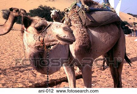 Stock Image - Camel Awaiting Departure. Fotosearch