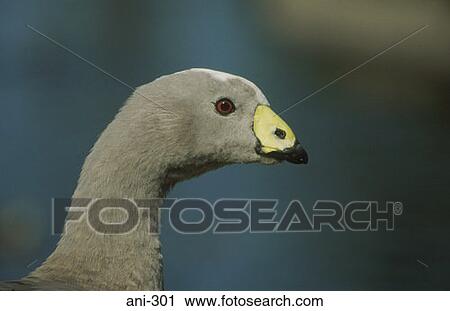 Stock Image - Cape Barren Goose. Fotosearch