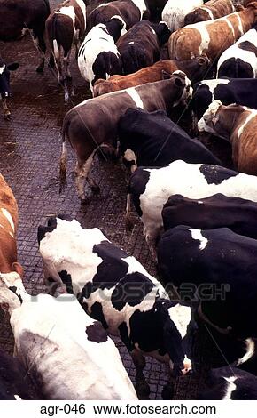 Cattle in Metal Pen View Large Photo Image Stock Photograph - Cattle in Metal Pen. Fotosearch
