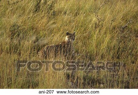 Cheetah Hiding in Long Grass Masai Mara National Reserve Kenya View Large Photo Image Stock Photo - Cheetah Hiding in Long Grass Masai Mara National Reserve Kenya. Fotosearch