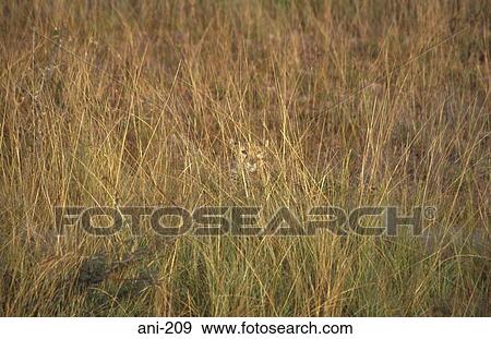 Stock Photo - Cheetah Hiding in Long Grass Masai Mara National Reserve Kenya. Fotosearch