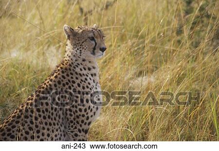 Cheetah Masai Mara National Reserve Kenya View Large Photo Image Stock Image - Cheetah Masai Mara National Reserve Kenya. Fotosearch