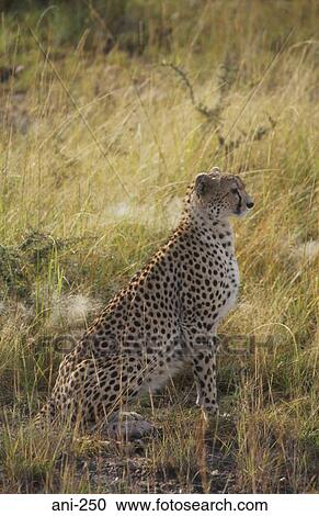 Cheetah Masai Mara National Reserve Kenya View Large Photo Image Stock Image - Cheetah Masai Mara National Reserve Kenya. Fotosearch