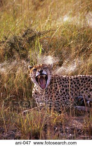 Stock Photo - Cheetah Masai Mara National Reserve Kenya. Fotosearch