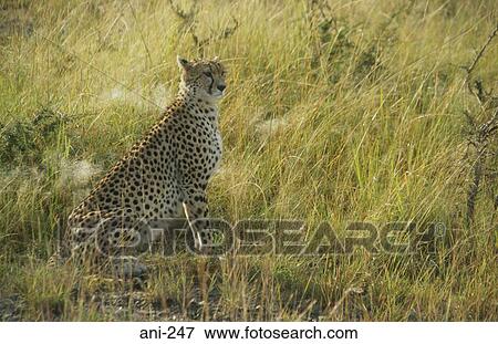Cheetah Masai Mara National Reserve Kenya View Large Photo Image Stock Photo - Cheetah Masai Mara National Reserve Kenya. Fotosearch