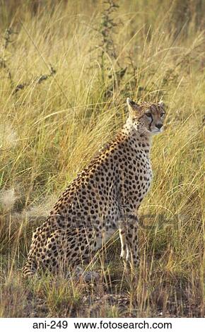 Cheetah Masai Mara National Reserve Kenya View Large Photo Image Stock Photo - Cheetah Masai Mara National Reserve Kenya. Fotosearch