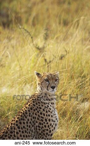 Cheetah Masai Mara National Reserve Kenya View Large Photo Image Stock Photography - Cheetah Masai Mara National Reserve Kenya. Fotosearch