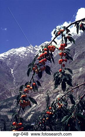 Stock Photo - Cherry Trees against Mountains India. Fotosearch