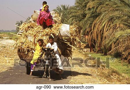 Stock Image - Children on Cart Carrying Sugar Cane Egypt. Fotosearch