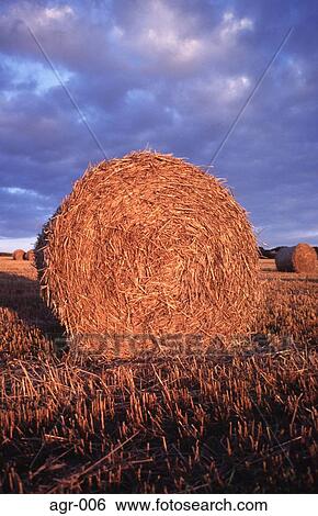 Circular Bail Of Straw in a Field UK View Large Photo Image Stock Photograph - Circular Bail Of Straw in a Field UK. Fotosearch