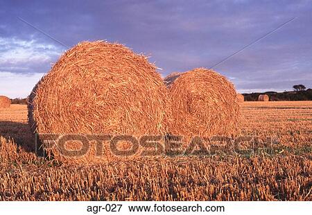 Circular Bails of Straw in a Field UK View Large Photo Image Stock Photo - Circular Bails of Straw in a Field UK. Fotosearch