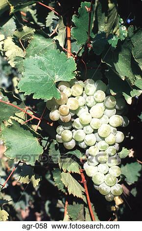 Close Up of Bunch of Green Grapes View Large Photo Image Stock Photo - Close Up of Bunch of Green Grapes. Fotosearch