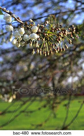 Stock Image - Close Up of Cherry Blossom on Tree. Fotosearch