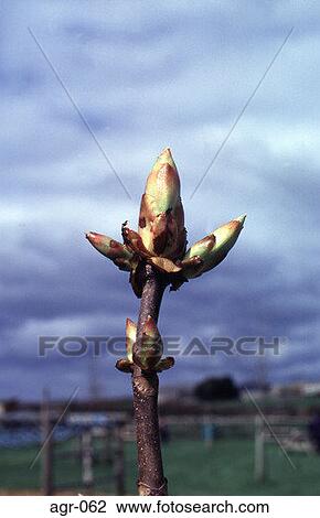 Stock Image - Close-up of Chestnut Bud with field in Background. Fotosearch