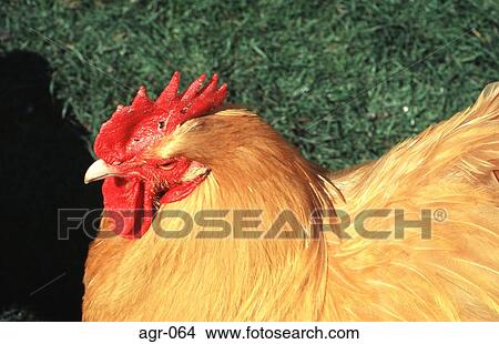 Picture - Close-up of Orange Hen's Head. Fotosearch