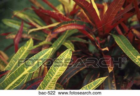 Close up of Red and Green Leaves View Large Photo Image Stock Image - Close up of Red and Green Leaves. Fotosearch