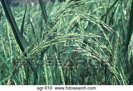 Close Up of Rice Plants View Large Photo Image Stock Image - Close Up of Rice Plants. Fotosearch