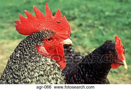 Close-up of Two Speckled Chickens View Large Photo Image Stock Photograph - Close-up of Two Speckled Chickens. Fotosearch