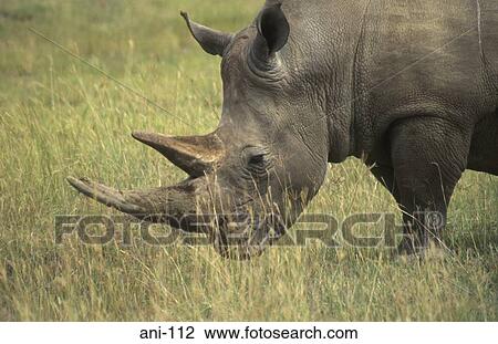 Close up of White Rhinoceros Lake Nakuru National Reserve Kenya View Large Photo Image Stock Image - Close up of White Rhinoceros Lake Nakuru National Reserve Kenya. Fotosearch