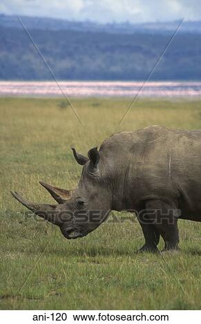 Close up of White Rhinoceros Lake Nakuru National Reserve Kenya View Large Photo Image Stock Image - Close up of White Rhinoceros Lake Nakuru National Reserve Kenya. Fotosearch