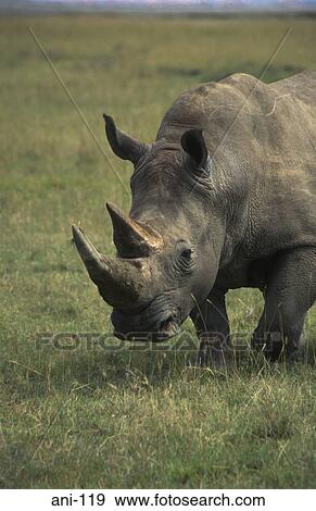 Close up of White Rhinoceros Lake Nakuru National Reserve Kenya View Large Photo Image Stock Photo - Close up of White Rhinoceros Lake Nakuru National Reserve Kenya. Fotosearch