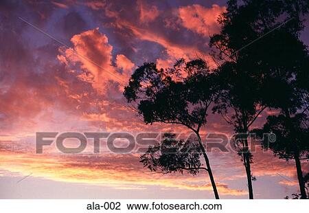 Clouds at Sunset New South Wales Australia View Large Photo Image Stock Image - Clouds at Sunset New South Wales Australia. Fotosearch