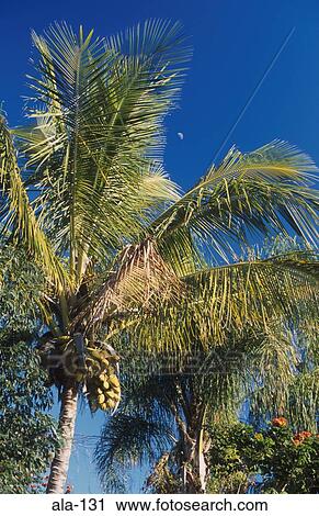 Coconut Palm Australia View Large Photo Image Stock Image - Coconut Palm Australia. Fotosearch